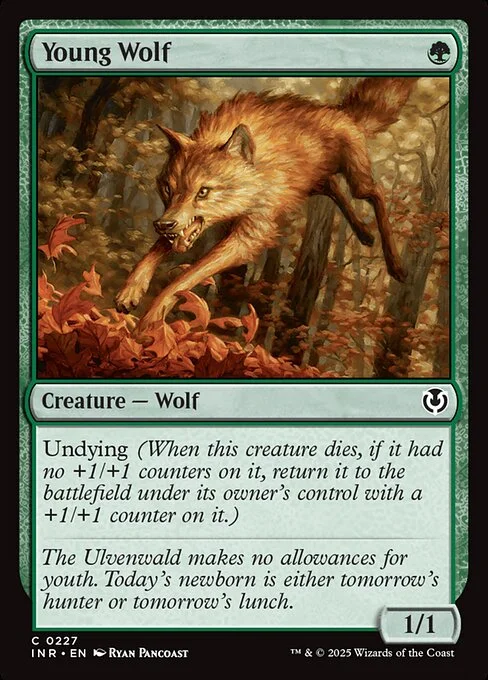 Young Wolf